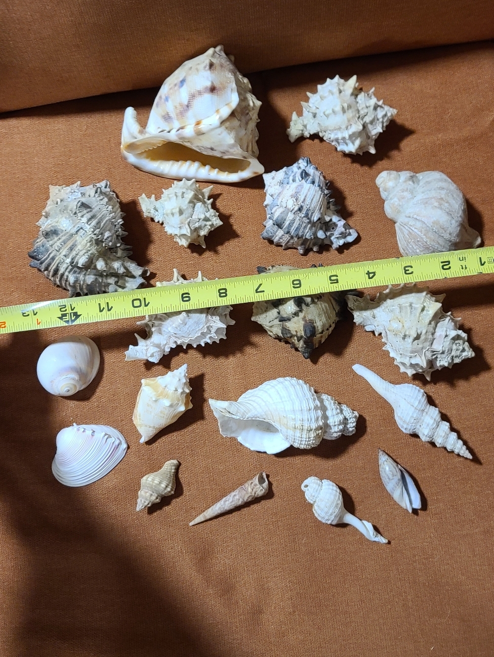 Mixed Natural Sea Shell Lot With Large Cassius Cornuta, Hexaplex Radix Murex - Picture 5 of 8